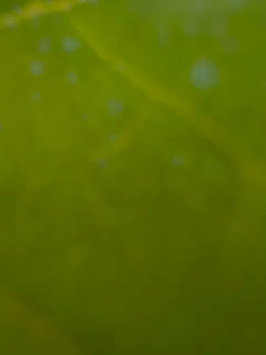 Comentarii opinii despre Pensiunea Dunărea (Scrumbia Dunării