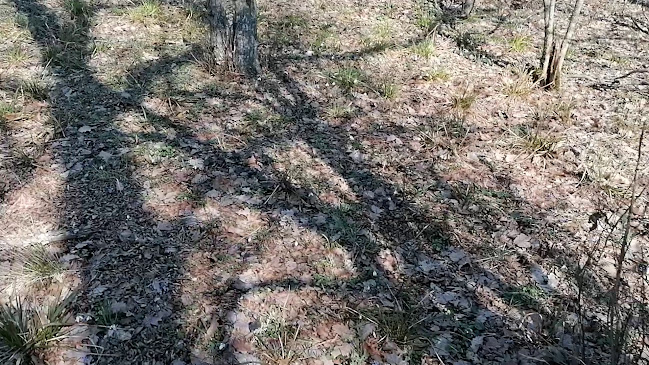 Piaţa Agroalimentară Măcin