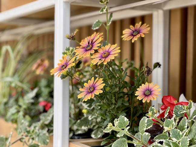 Terasa Motor - Gastronomie și ospitalitate