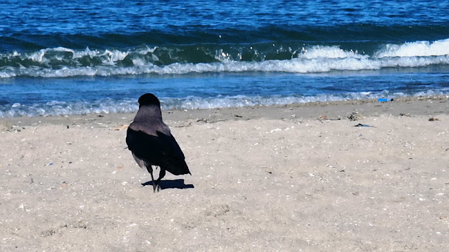 Manarola Restaurant - Gastronomie și ospitalitate
