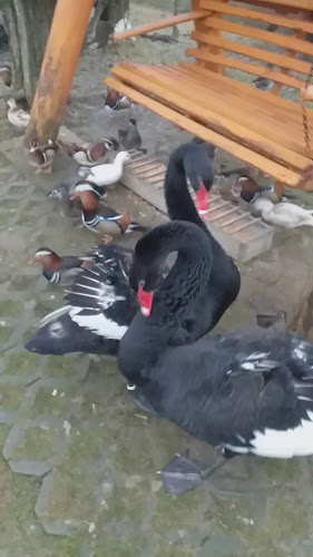 Opinii despre CATERING SHOW S.R.L. în Argeșelu - Gastronomie și ospitalitate