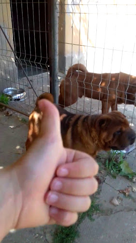 Restaurantul Favorit - Satu Mare