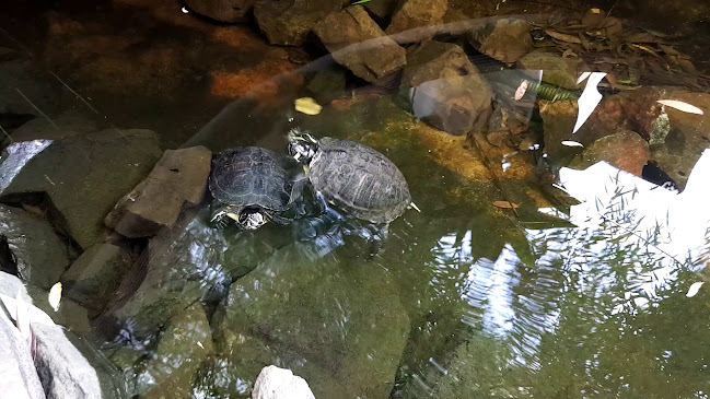 Restaurant Sabres - Timișoara