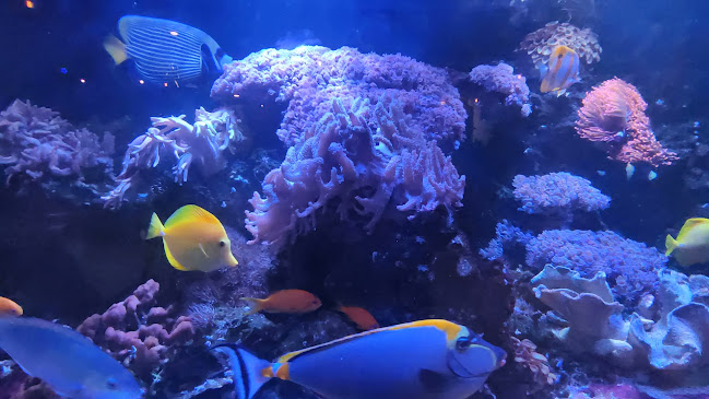 Comentarii opinii despre LaNuci