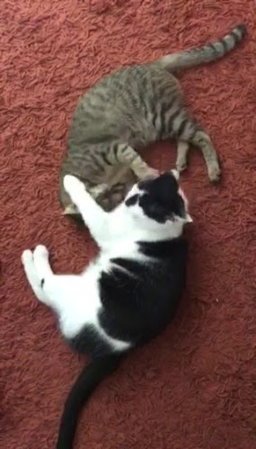 Piaţa Agroalimentară Centrală - Alexandria