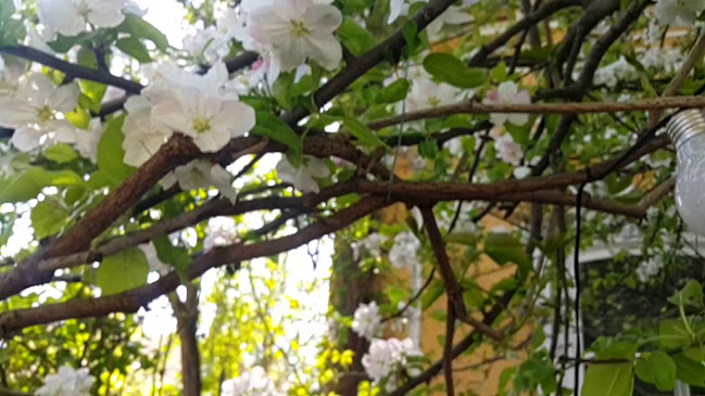 Comentarii opinii despre Cuib