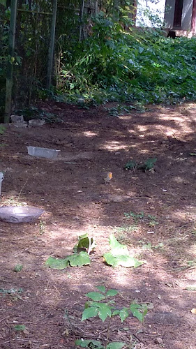 Strada Zânelor, Covasna 525200