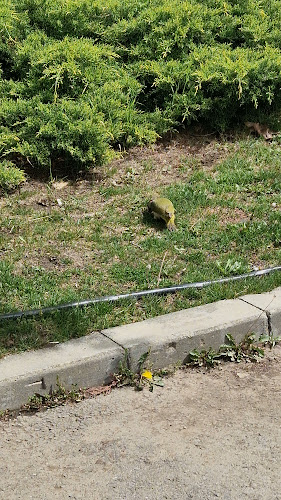 Trattoria Paradis - Corbeanca