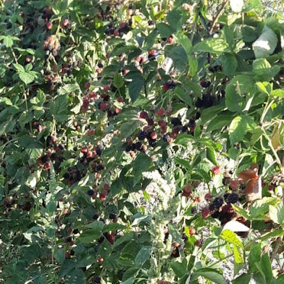 Produse bio de la tara