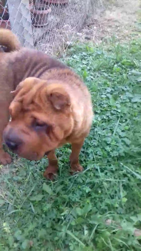 Piața 25 Octombrie 6, Satu Mare