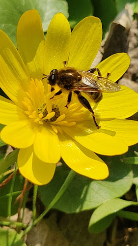 Aleea Dumbrava Minunata 4, Călărași 910071