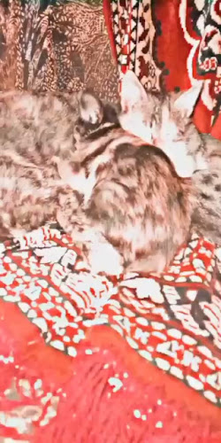 Opinii despre Cin Cin în Constanța - Gastronomie și ospitalitate