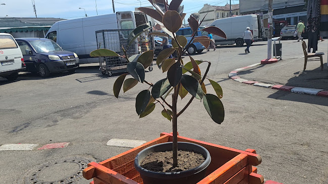 Piața Centrală - Ploiești