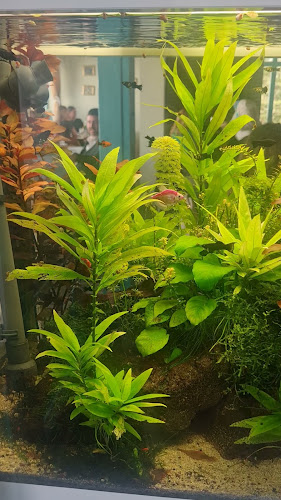 Pește și Vin - Brăila