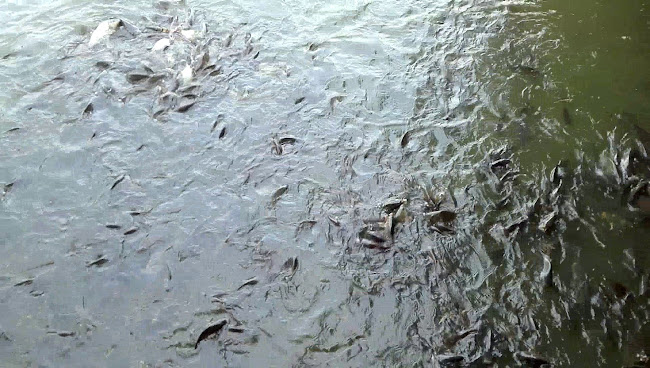 Laguna Resort - Focșani