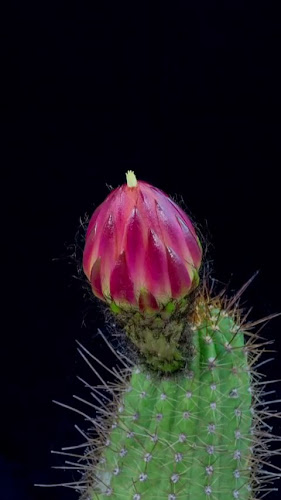 Opinii despre Casa cu Brazi - Firma Catering, Catering Evenimente Iasi. Meniul Zilei, Restaurant Parastas Iasi în Iași - Gastronomie și ospitalitate