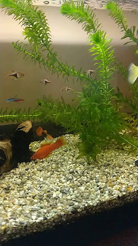 Opinii despre Grill - Bușteni în Bușteni - Gastronomie și ospitalitate