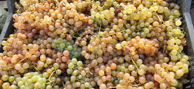 Comentarii opinii despre Piața Libertății