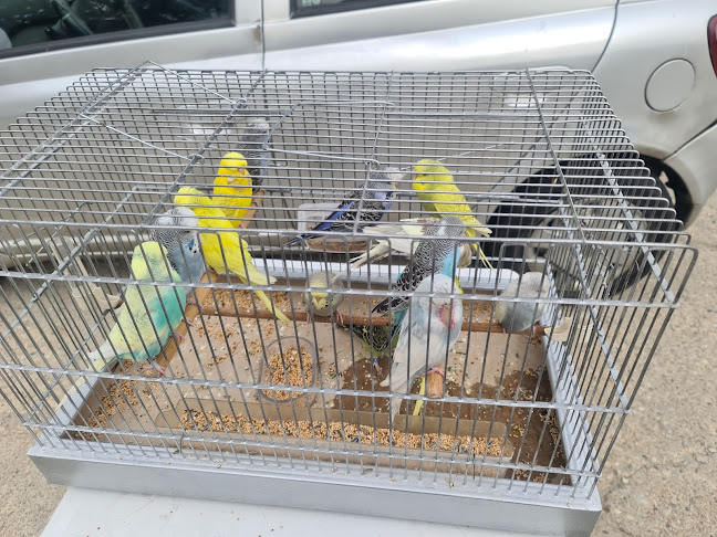 Târg Tradițional - București