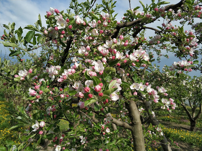 Fangaro - Lorelu Serv