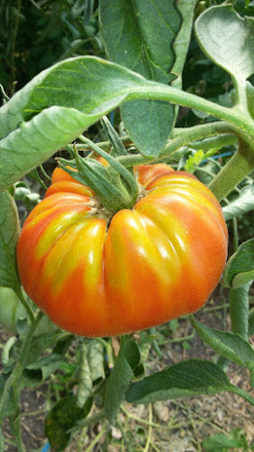 Sat, Tisa-Silvestri 607569