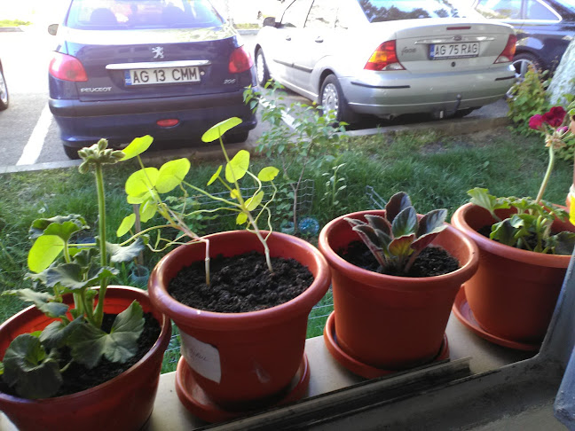 Piaţa Războieni - Pitești