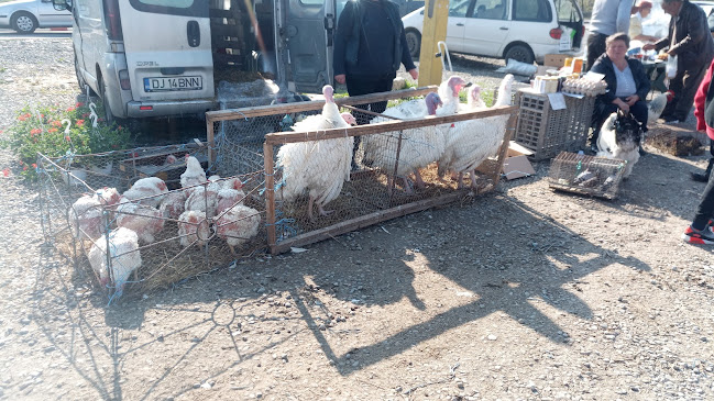 Mercado - Târgu Jiu