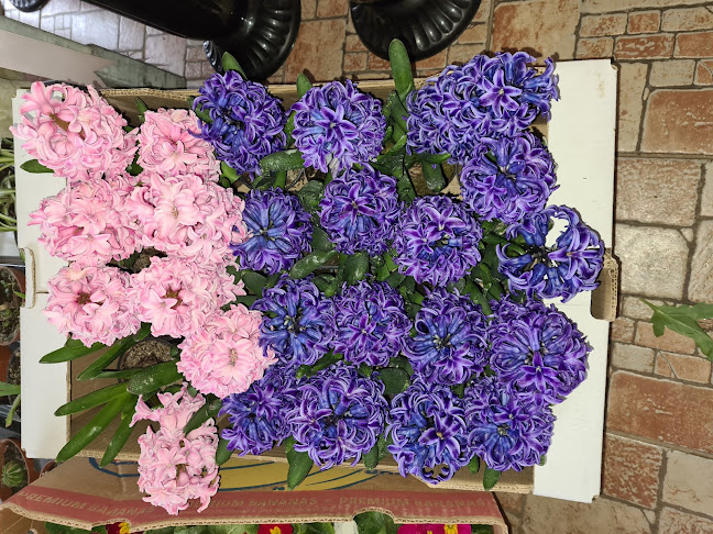 Florăria Tao-Tao - Snagov