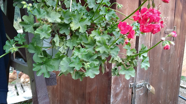 Comentarii opinii despre Perla Izei