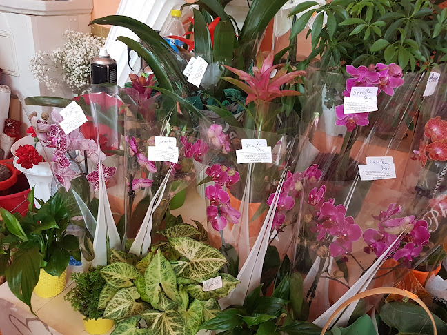 Piata Dolar - Sfântu Gheorghe