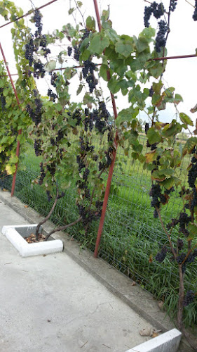 Comentarii opinii despre Produse bio de la tara