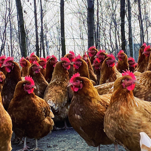 Strada Erou Iancu Nicolae 71B, Voluntari 077190