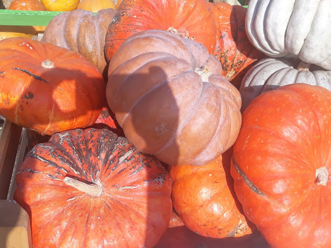 Comentarii opinii despre Cuptorul Bunicii