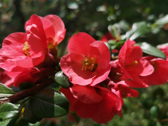 Piata Dolar - Gastronomie și ospitalitate