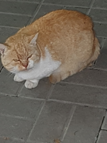 Opinii despre Agrodor în Păușești-Măglași - Gastronomie și ospitalitate