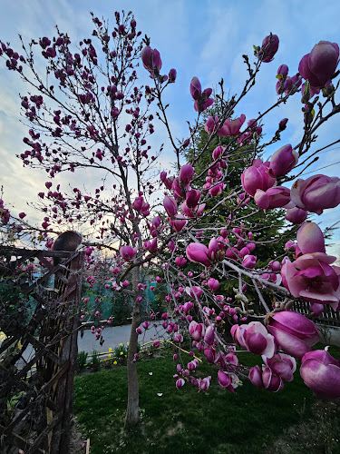 Florăria Tao-Tao - Gastronomie și ospitalitate