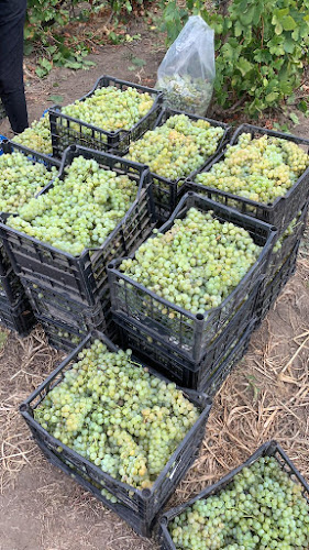 Opinii despre Struguri Must Odobești în Odobești - Gastronomie și ospitalitate