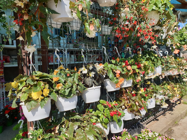 Florăria Vărbilău