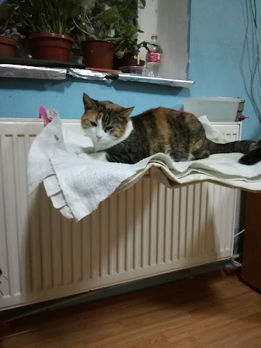 Lido Gîrbea - Gastronomie și ospitalitate