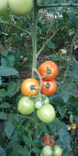 Complex Turistic Paralela 45