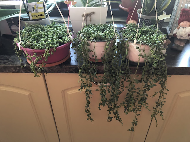 Florăria Vărbilău