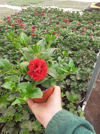 Dospinesti nr 5, Dospinești 607089