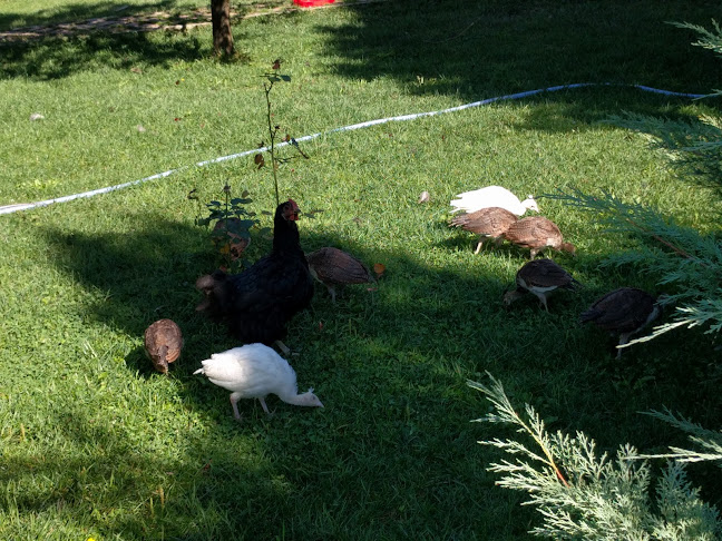 CATERING SHOW S.R.L.