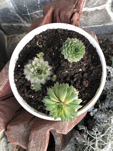 Opinii despre Florăria Vărbilău în Vărbilău - Gastronomie și ospitalitate