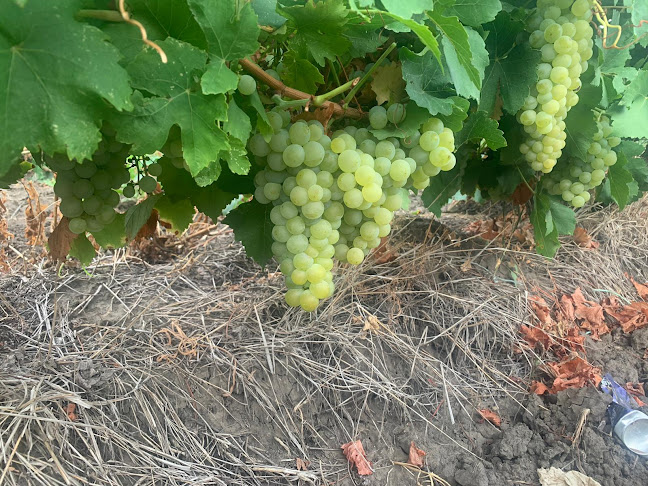 Struguri Must Odobești