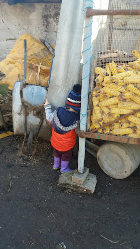 Opinii despre Fabrica De Pita în Picleu - Gastronomie și ospitalitate