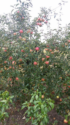 Produse bio de la tara - Gastronomie și ospitalitate