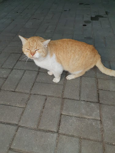 Comentarii opinii despre Agrodor