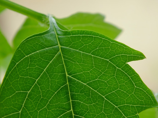 Comentarii opinii despre Piața Agroalimentară Crasna