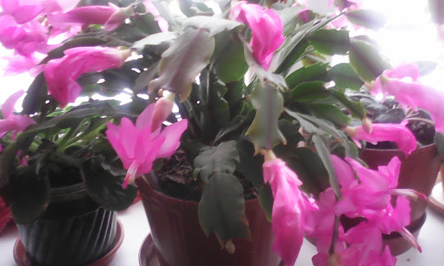 Piata Agroalimentara